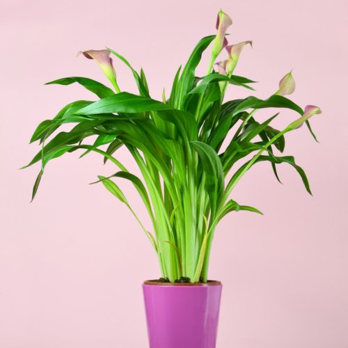 Calla lily in a pink vase with a pink back drop