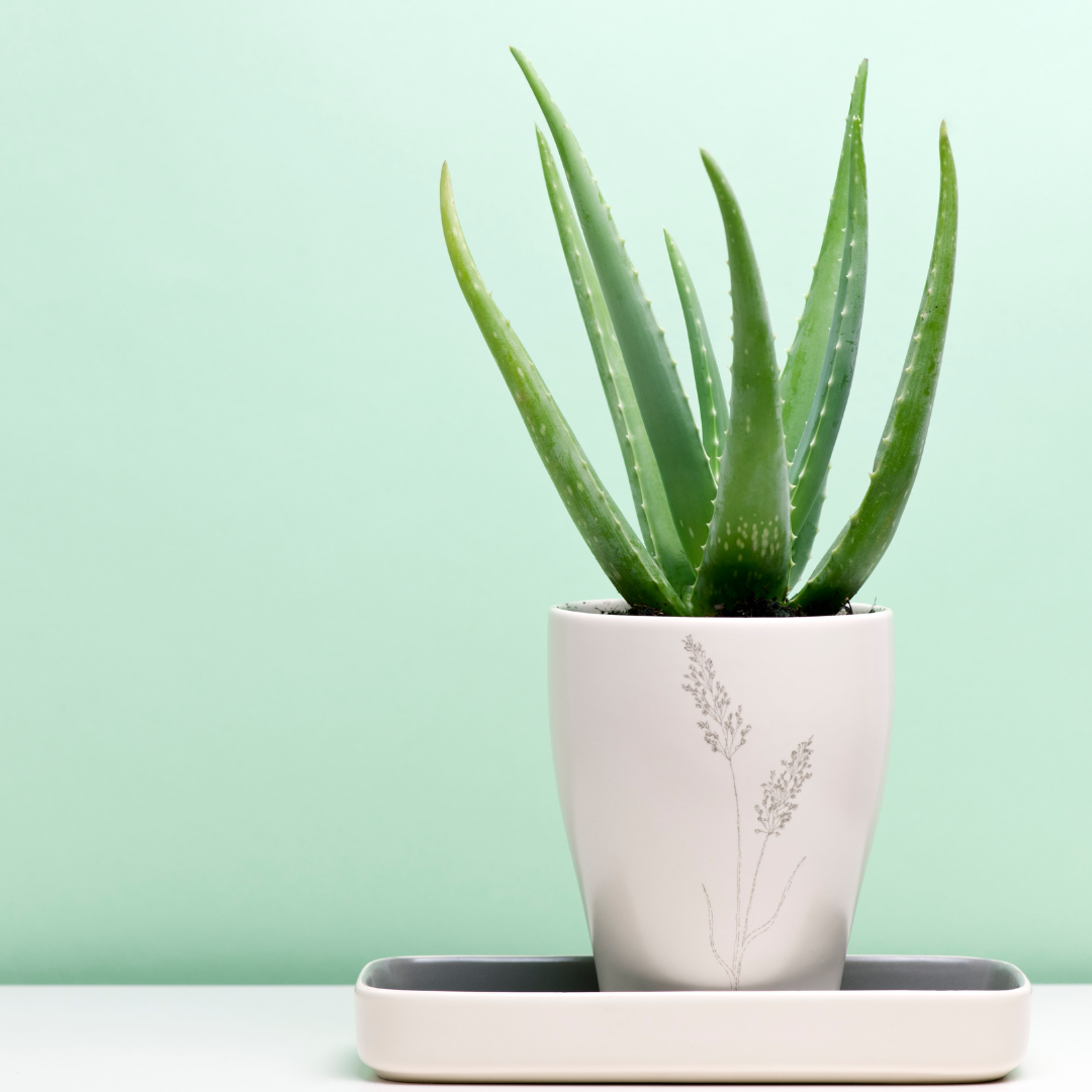 an aloe vera plant in a pot