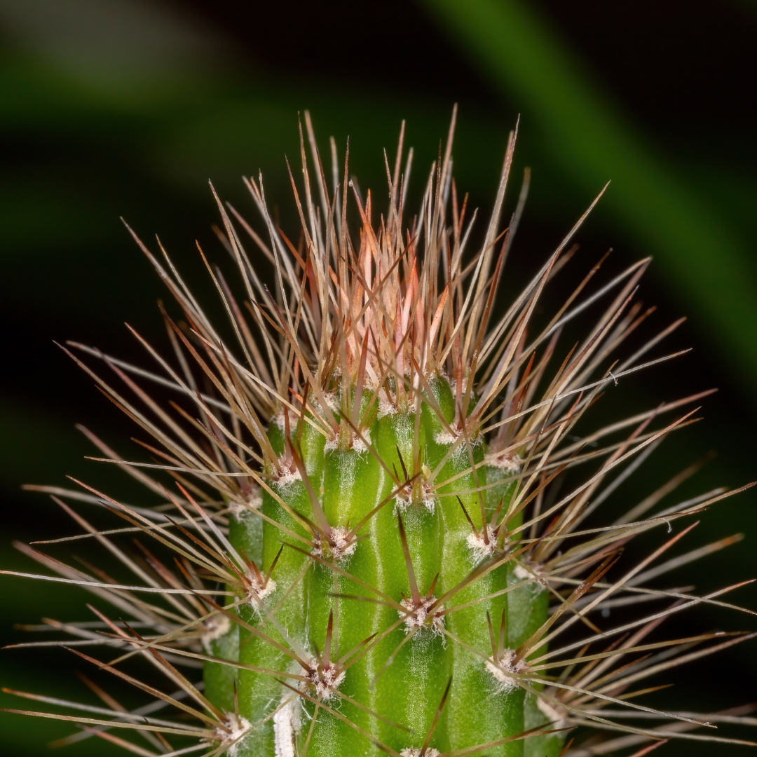 close up of cactus spines