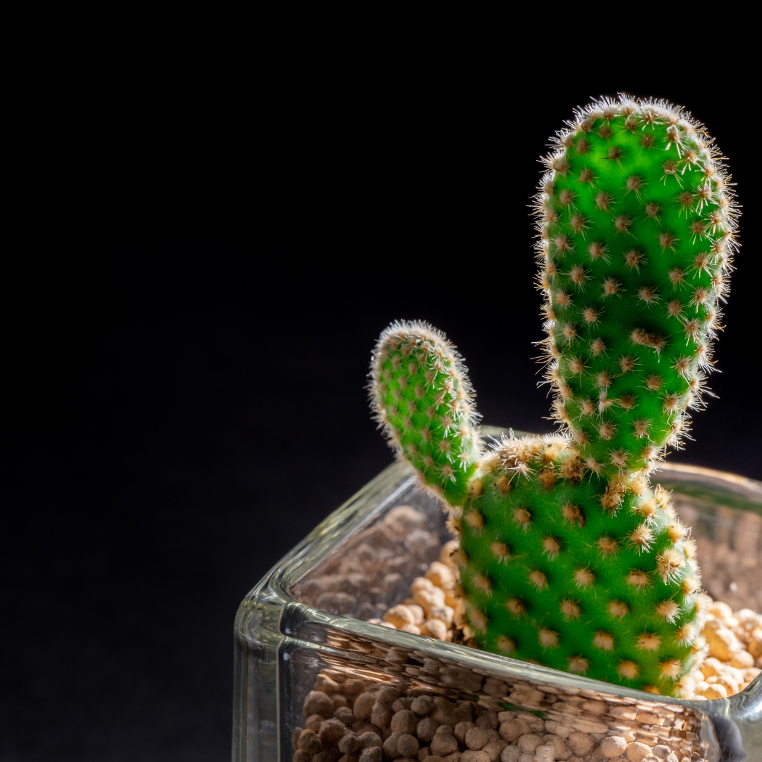 closeup of a bunny ears cactus against a black background