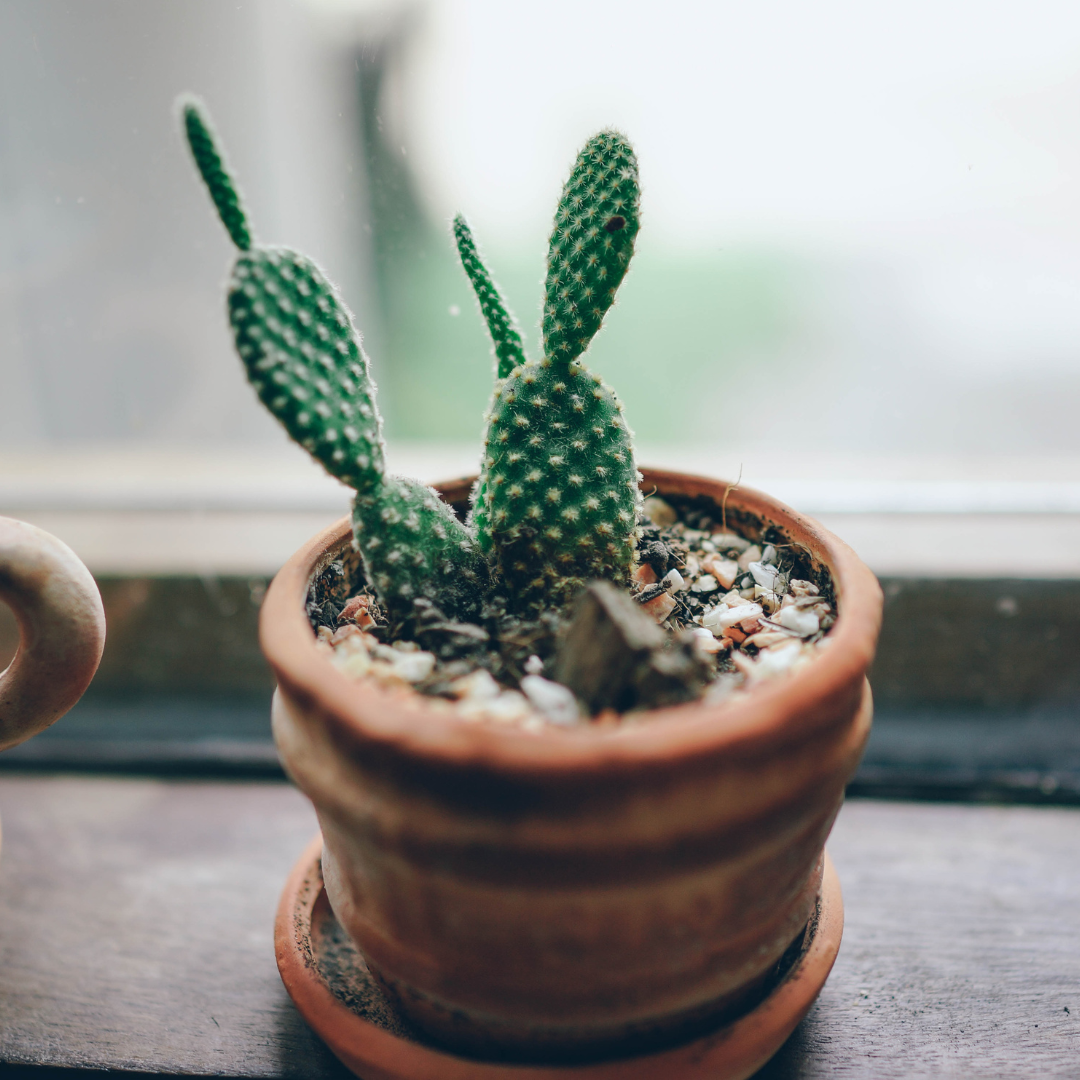 a small cactus in a pot on a windowsill