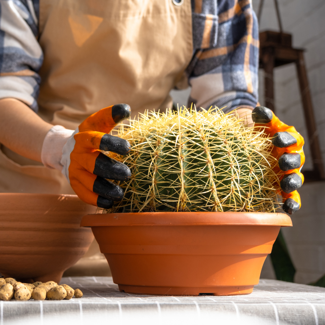 person repotting a barrel cactus wearing thick plastic gloves