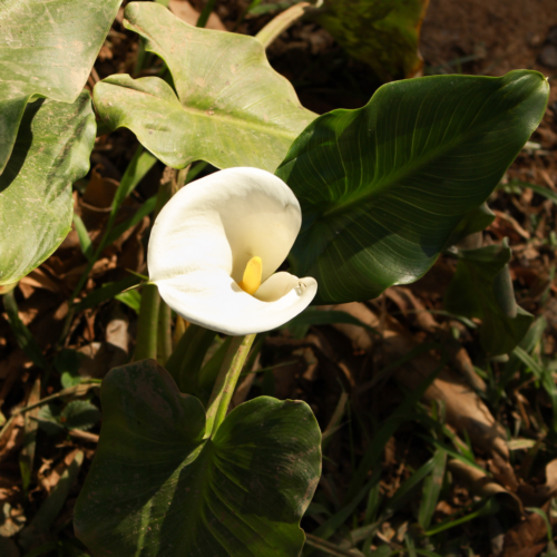 Calla Lily in direct sunlight