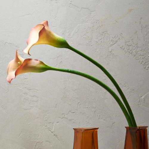 Drooping calla lilies in a vase