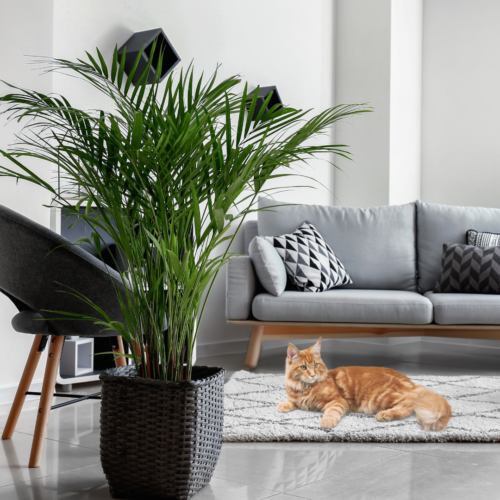 A cat laying next to an areca