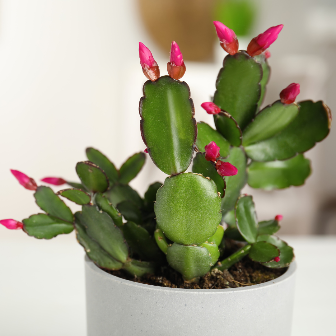 a christmas cactus with lots of pink buds