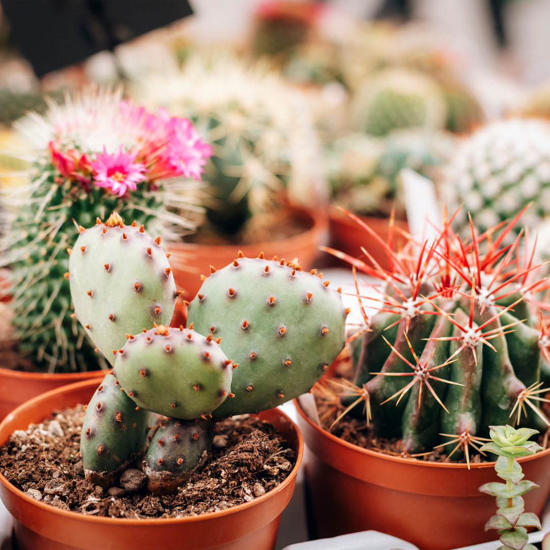 various cacti in small pots