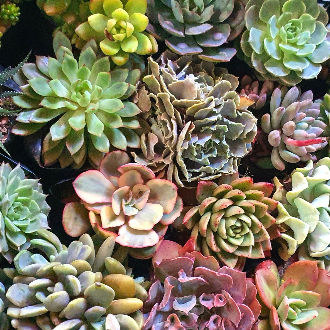 a grouping of various succulents