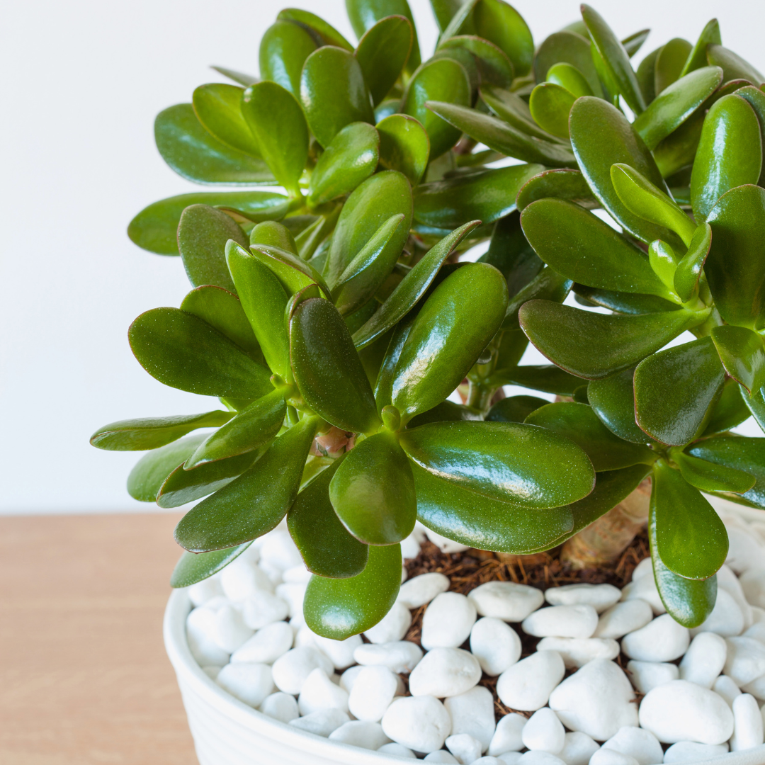 a closeup of a jade plant in a pot