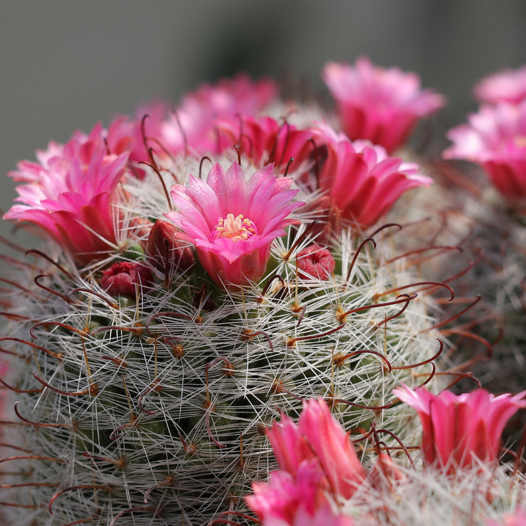 a mamillaria cactus with pink flowers