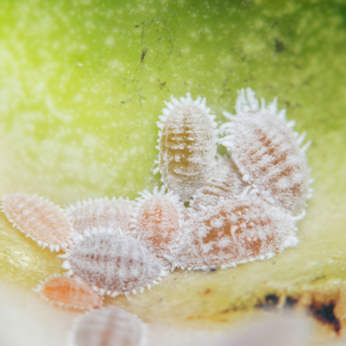 A handful of mealy bugs on a plant