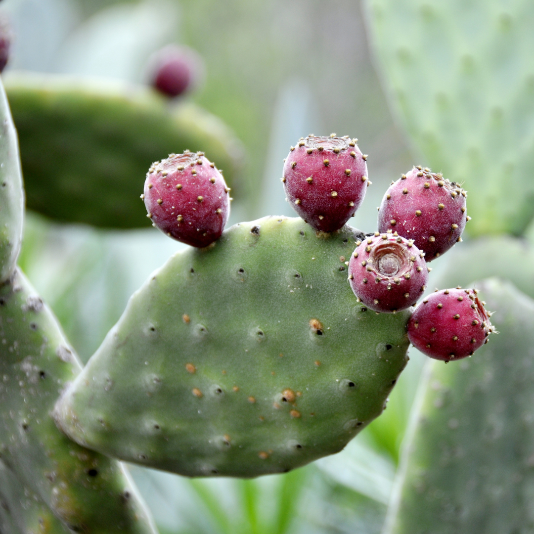 a prickly pear cactus with fruit