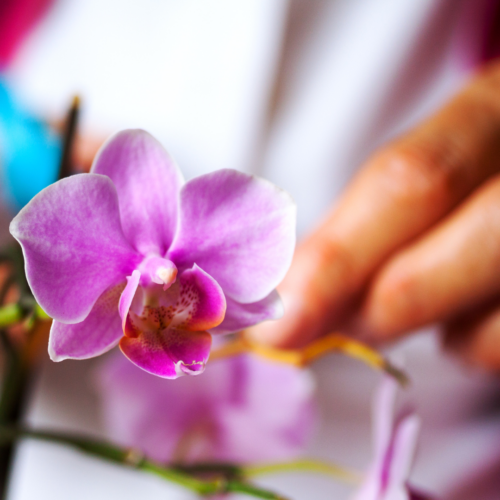 A close up of a flower getting pruned