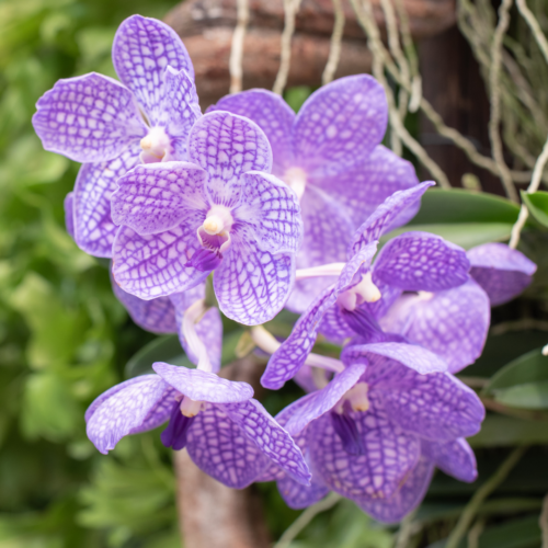 a bunch of purple strap leaved vandas