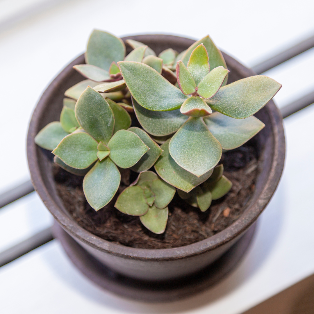 succulent in a pot on a windowsill