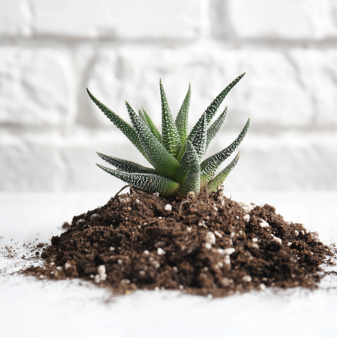 a haworthia in a pile of soil on a white background