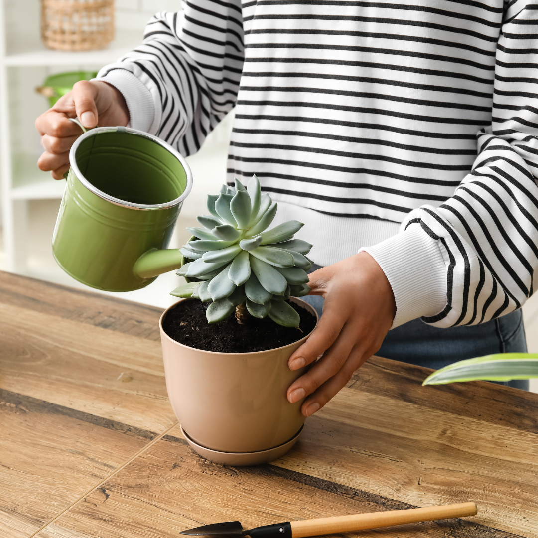 a person watering a succulent in a pot