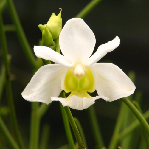 A singular terete vanda 