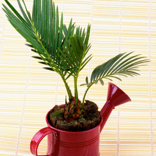 An areca palm in a watering can