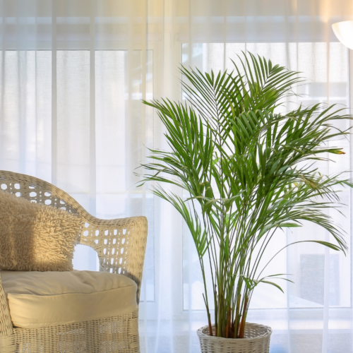 an areca palm placed in low light next to a wicker chair