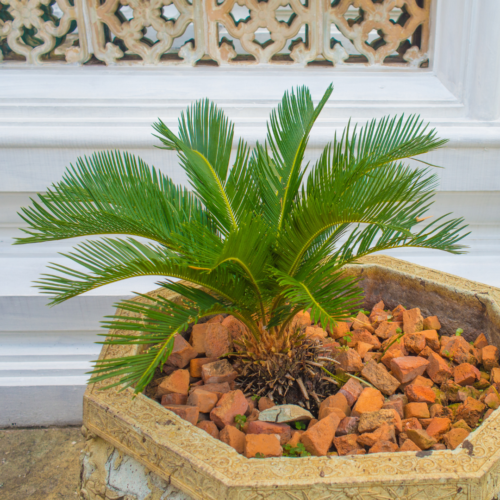 an areca in a rustic pot with rocks