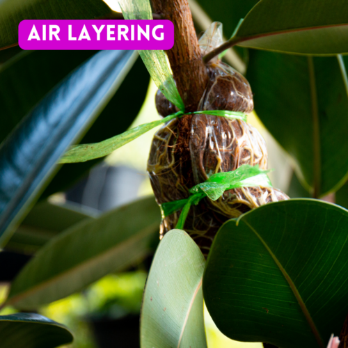 close-up of a rubber tree with a successfull air layered section