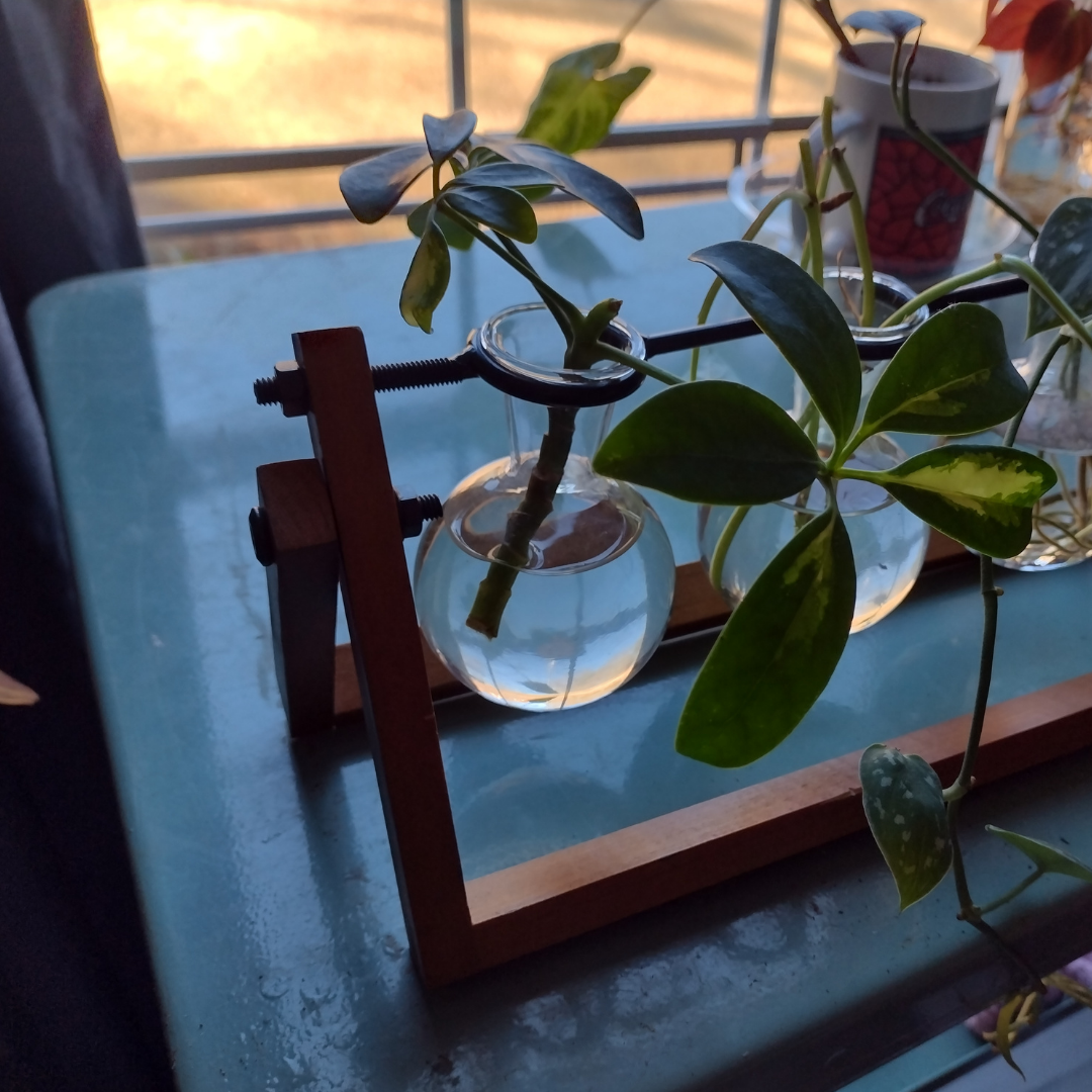 umbrella plant cuttings on a table in front of a window