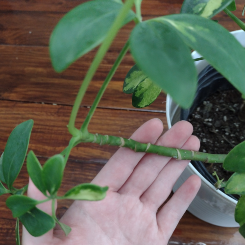 a hand showing a long stem section of schefflera