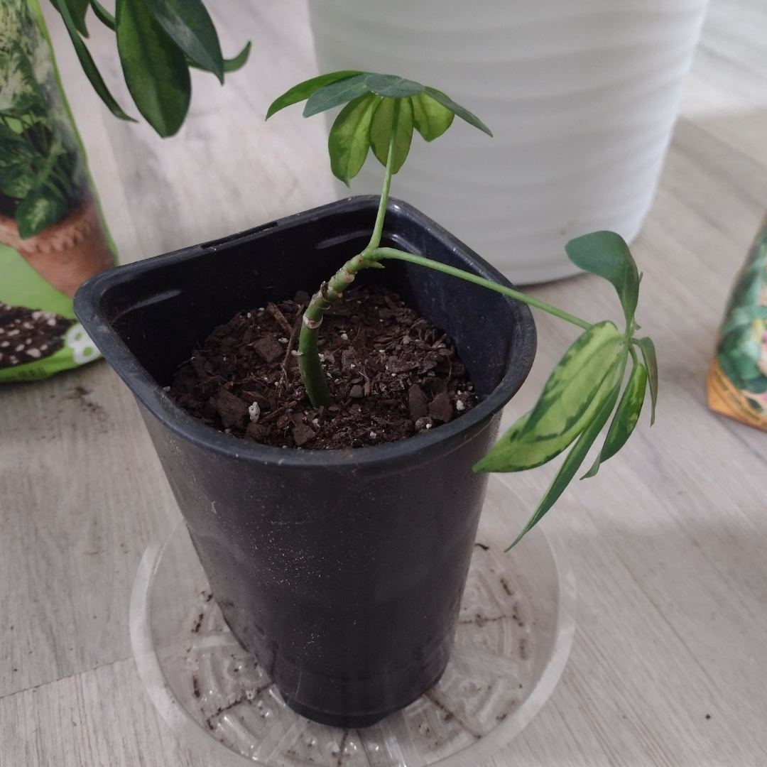 a small umbrella plant cutting in soil