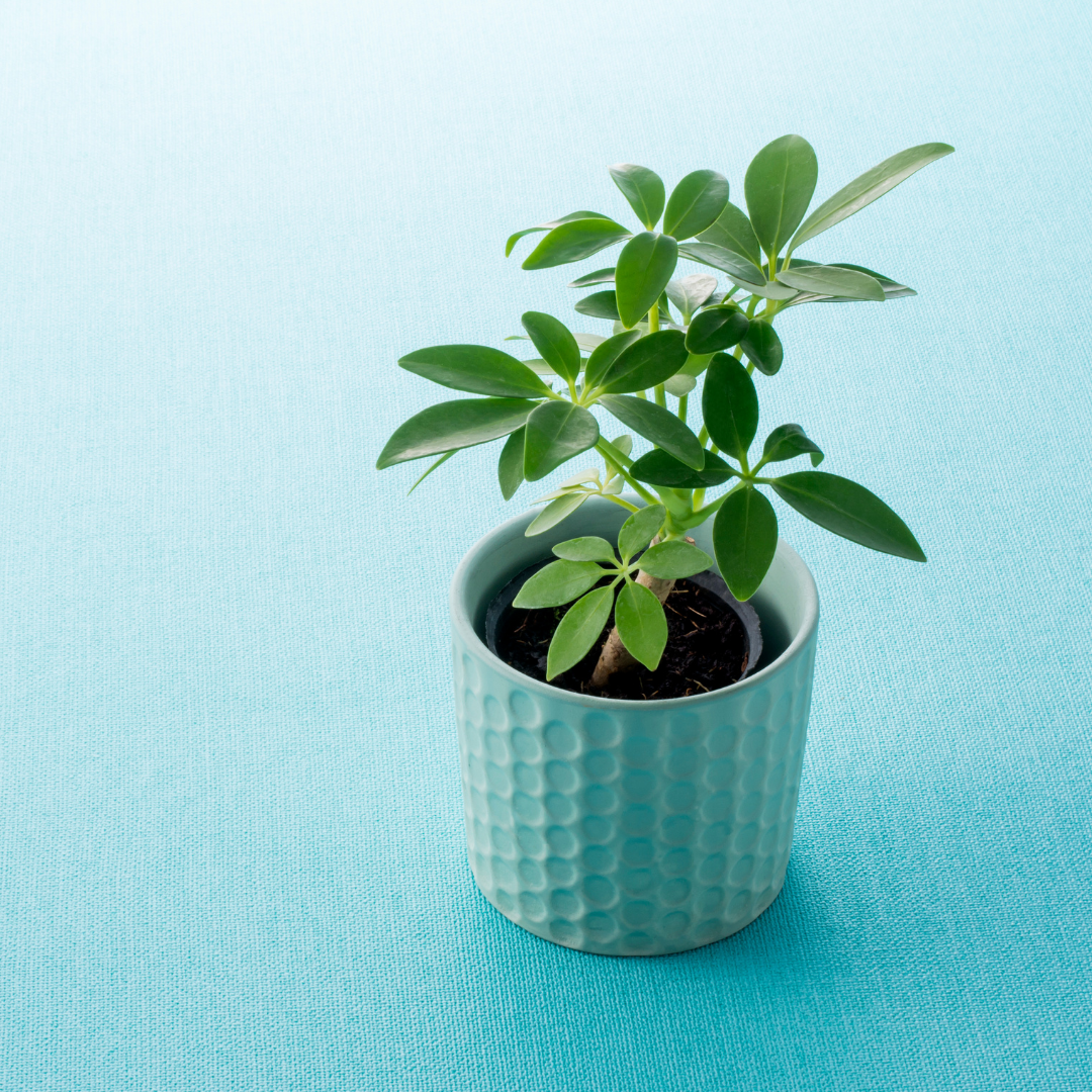 a small umbrella plant in a pot on a blue background