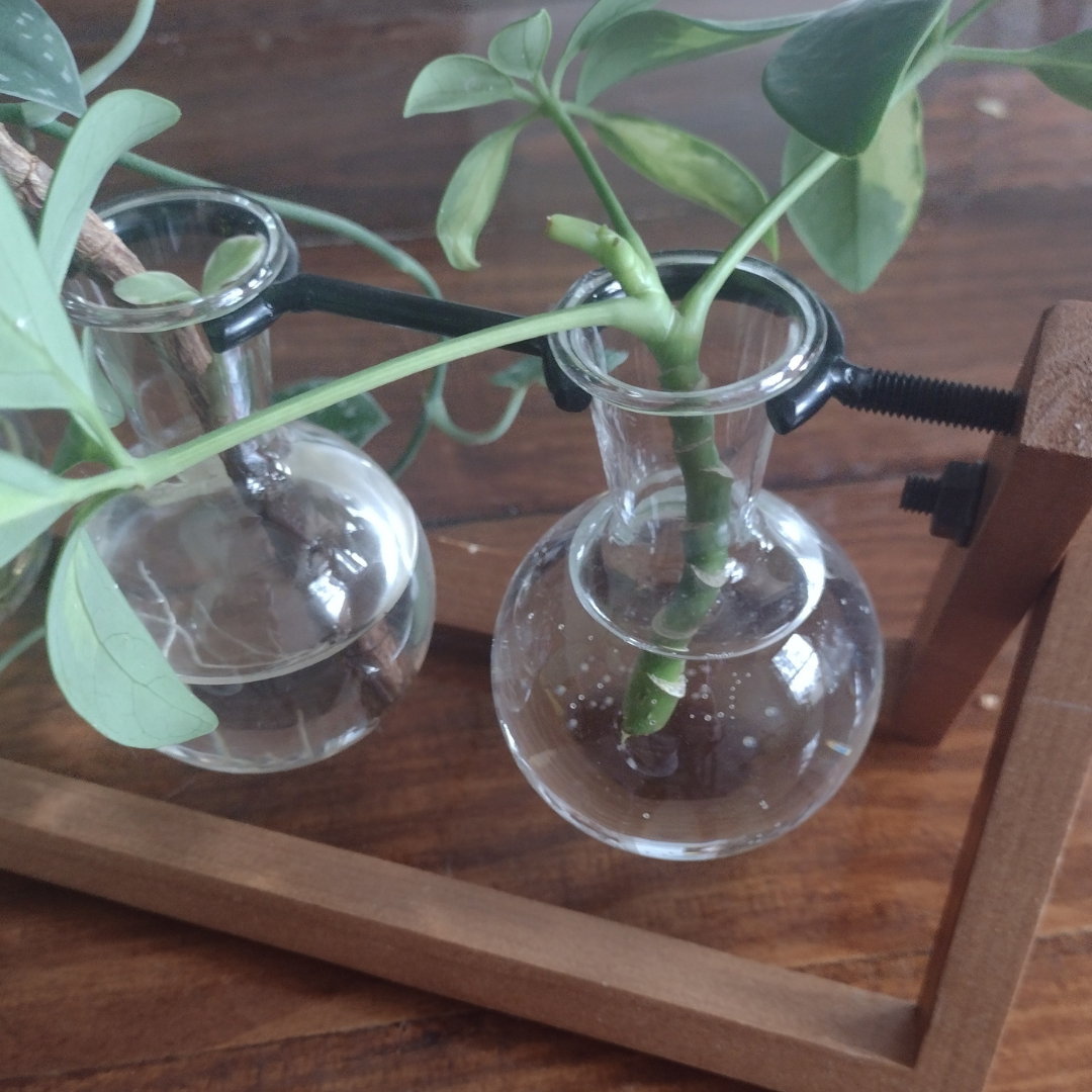 an umbrella plant cutting in water