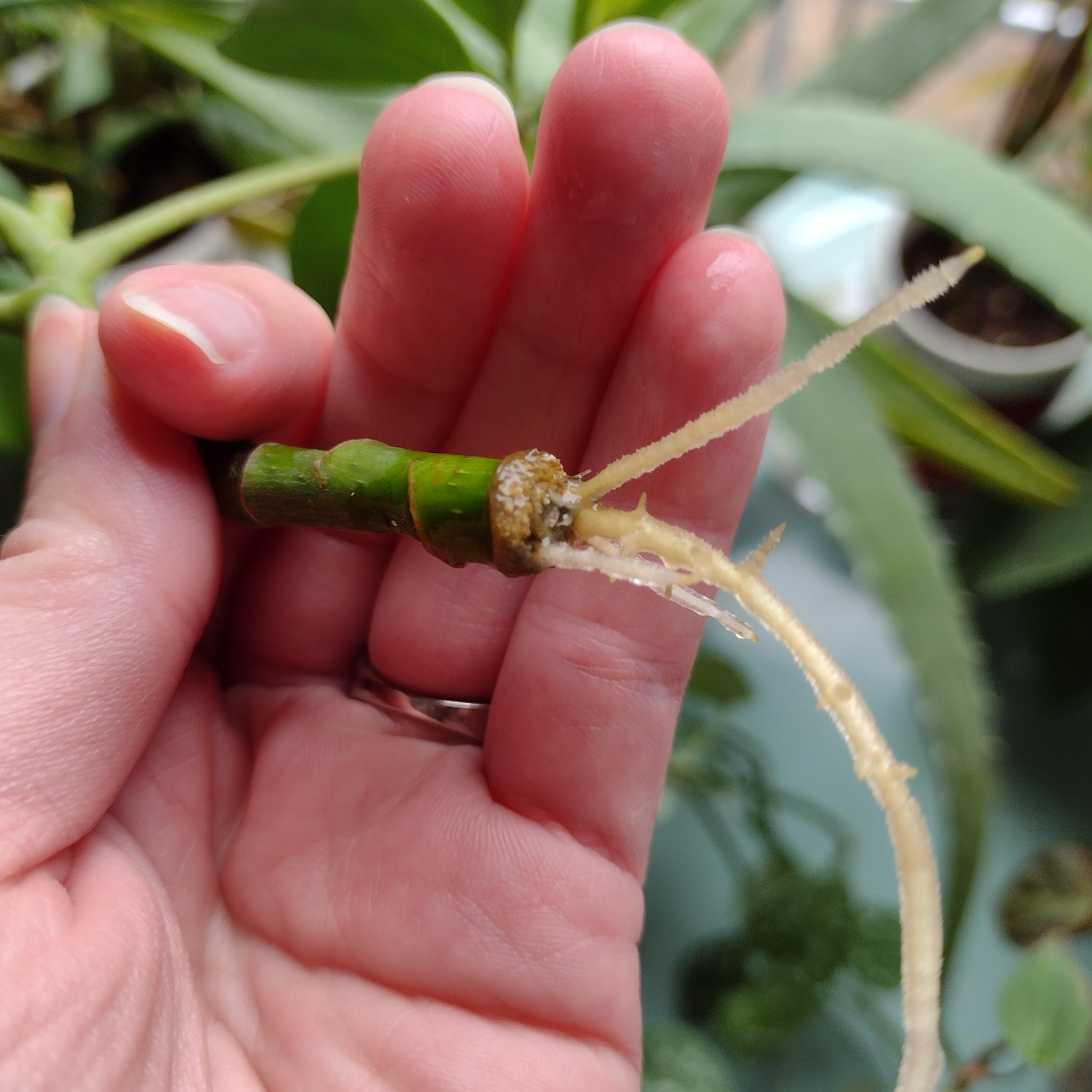 a closeup of a hand holding a rooted schefflera cutting