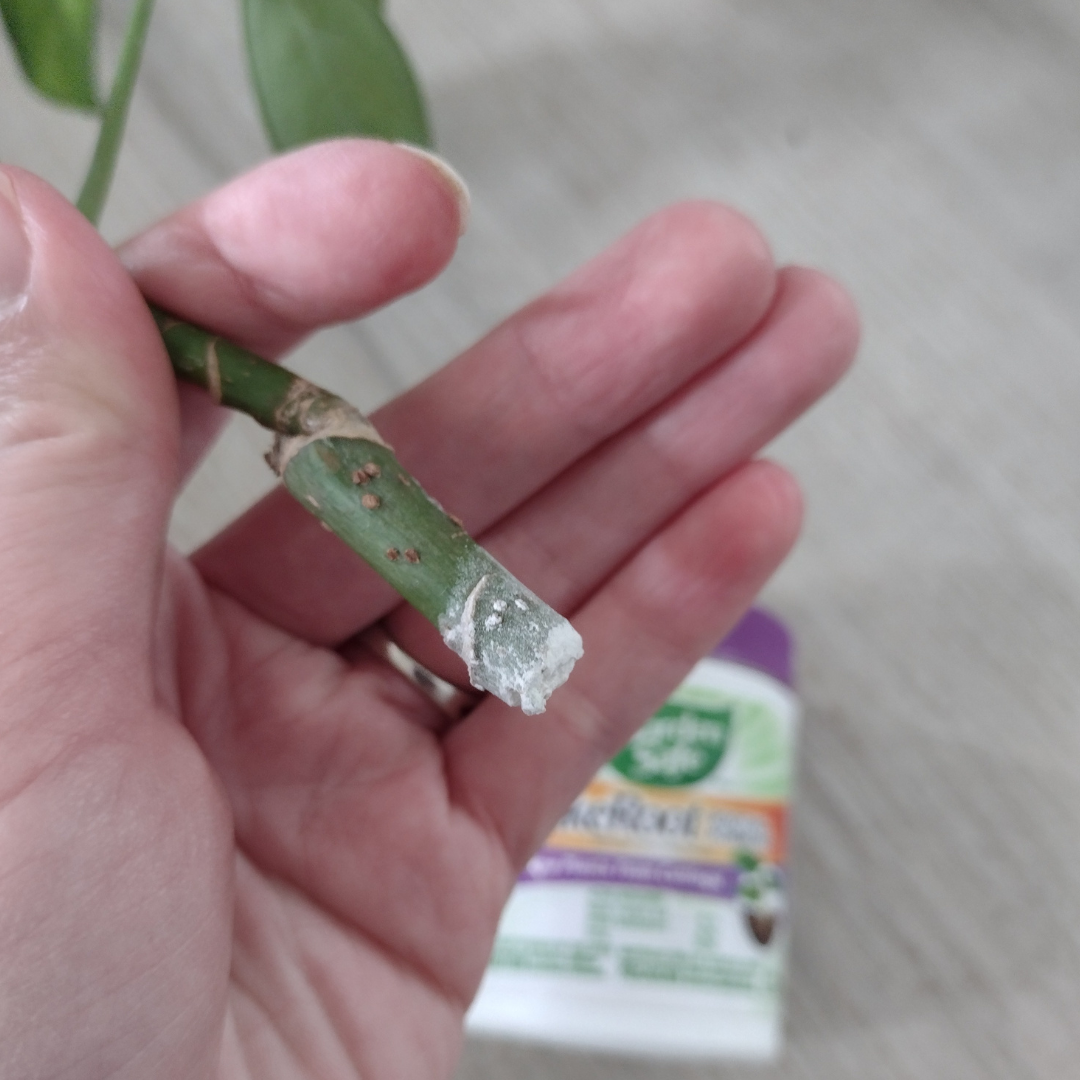 a closeup of a schefflera cutting dipped in rooting hormone