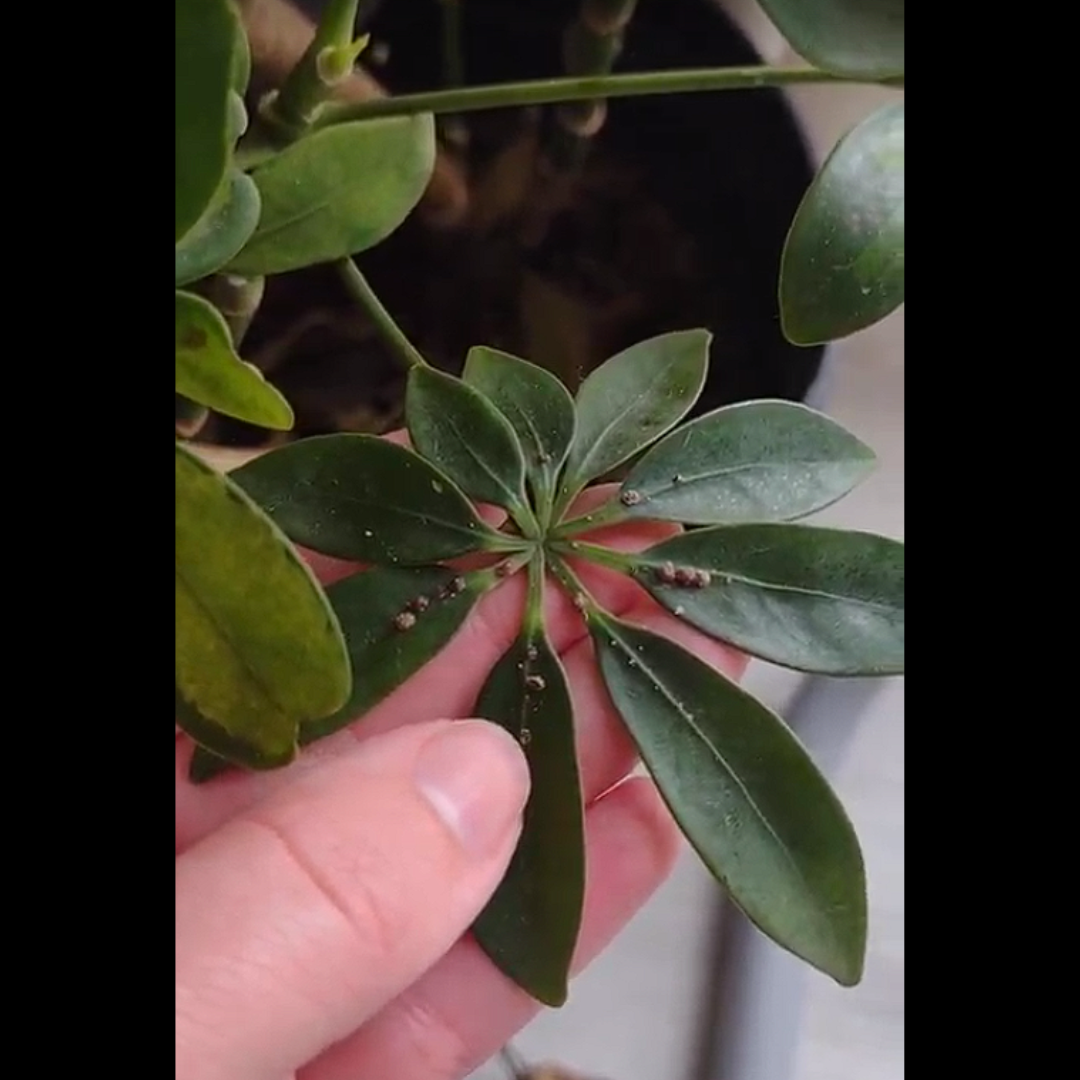 an umbrella plant with scale insects on the leaves