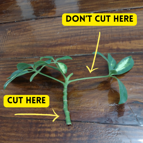 Image of schefflera cutting with arrows showing where to cut the plant