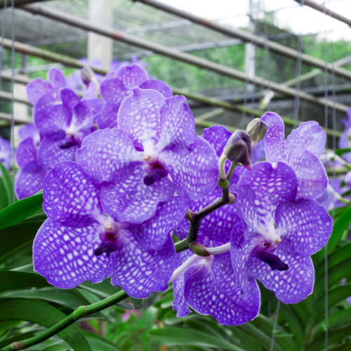 A bunch of vanda coerulea 