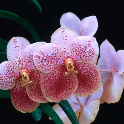 a cluster of vanda sanderianas with red and white