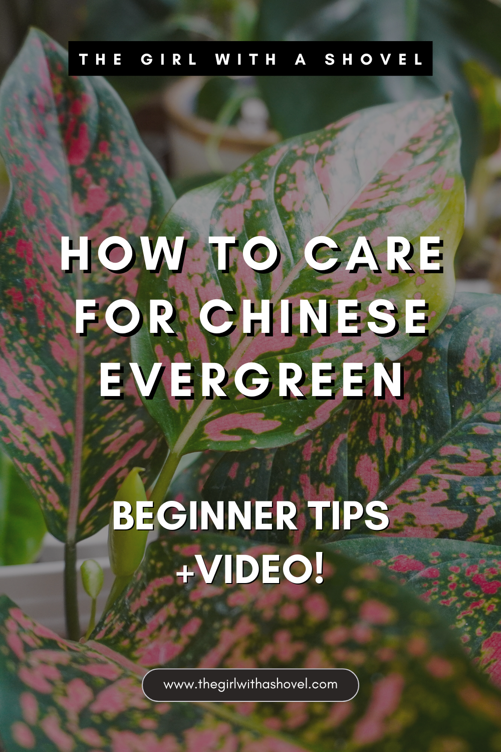 chinese evergreen plant care pin