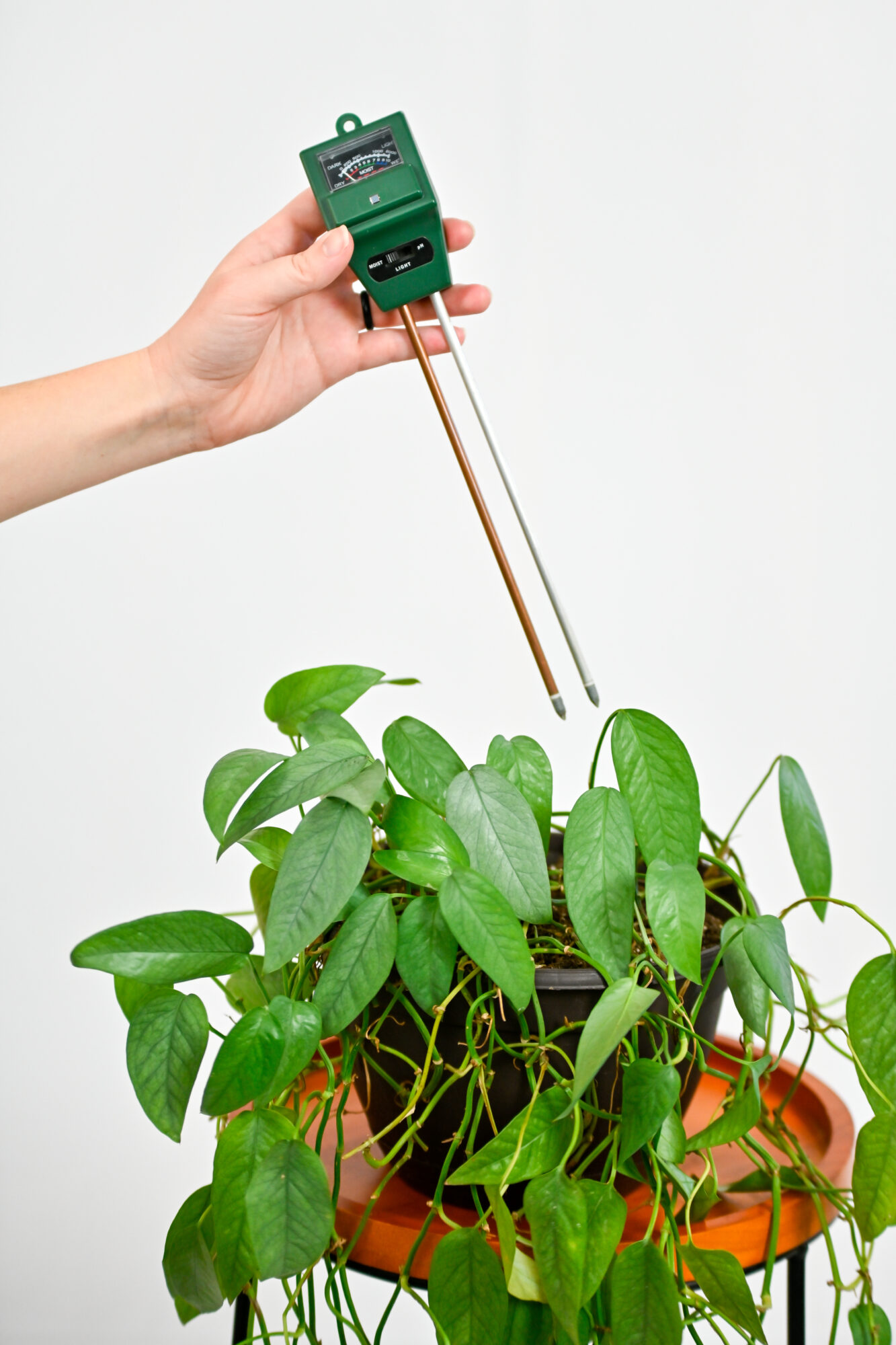 hand placing soil moisture meter into houseplant pot