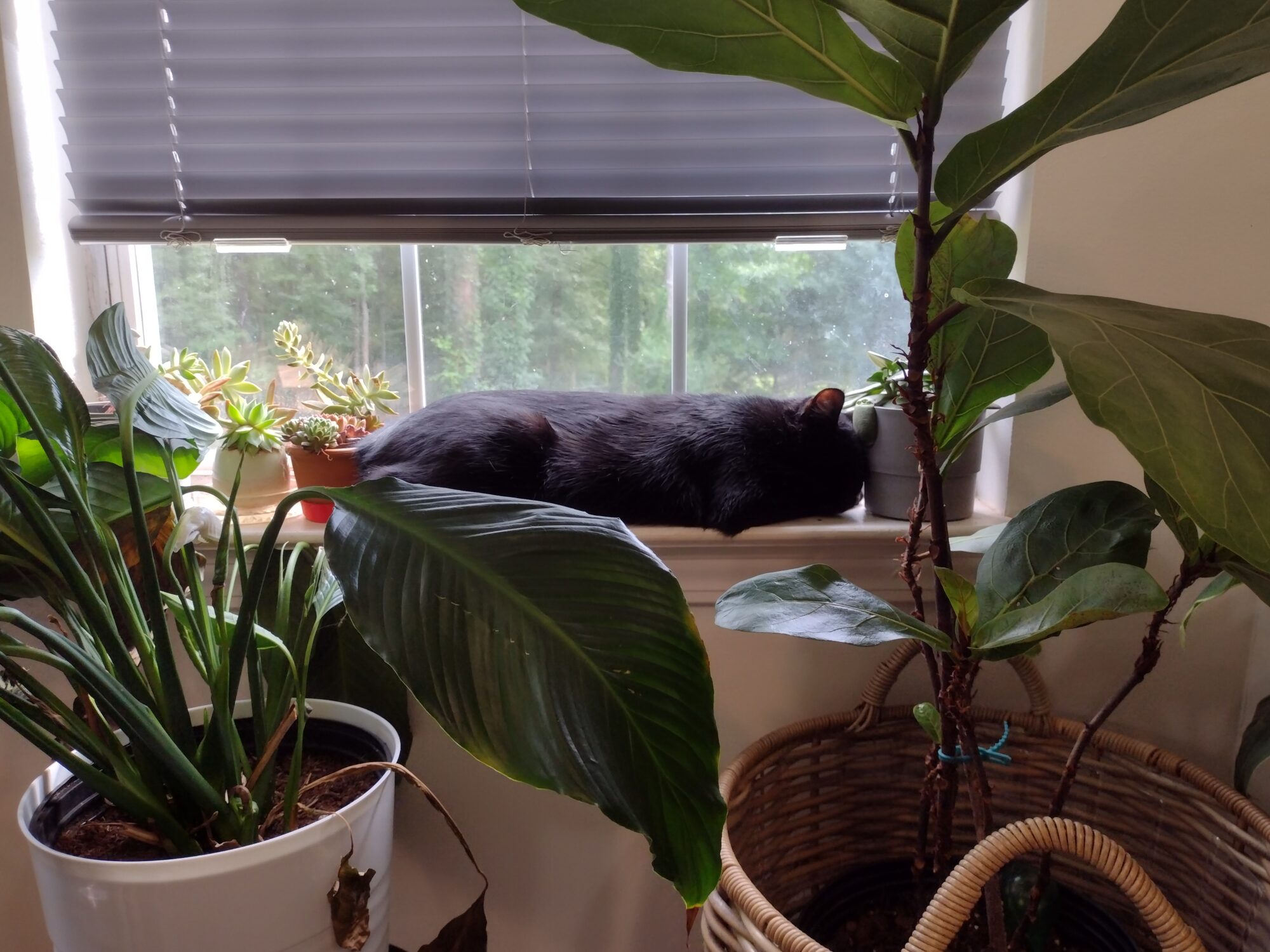 cat sleeping on window ledge surrounded by houseplants