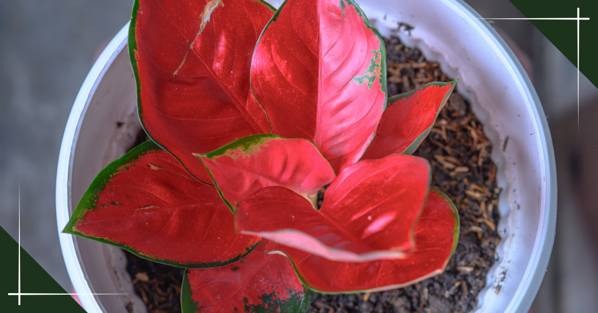 red chinese evergreen in pot