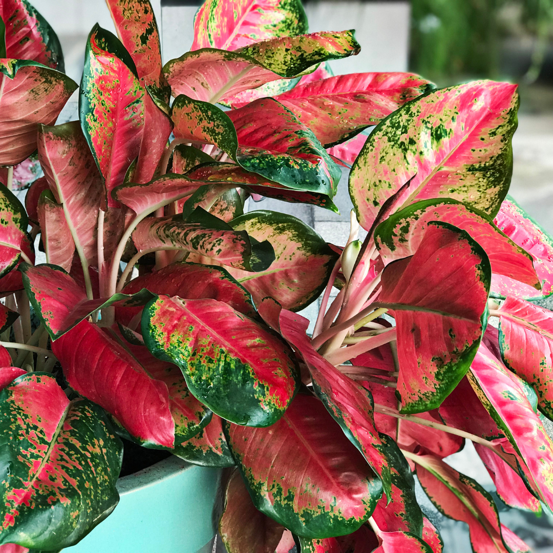 large pink agloanema plant in pot