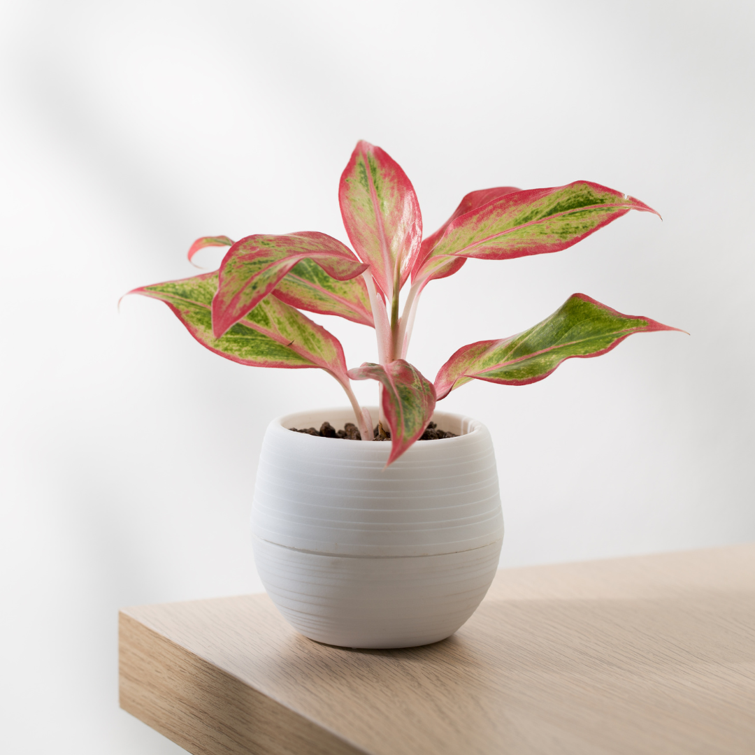 chinese evergreen in pot on white background