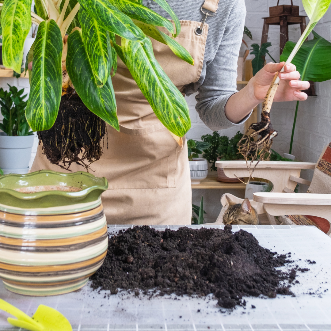 aglaonema plant with cuttings removed from larger plant