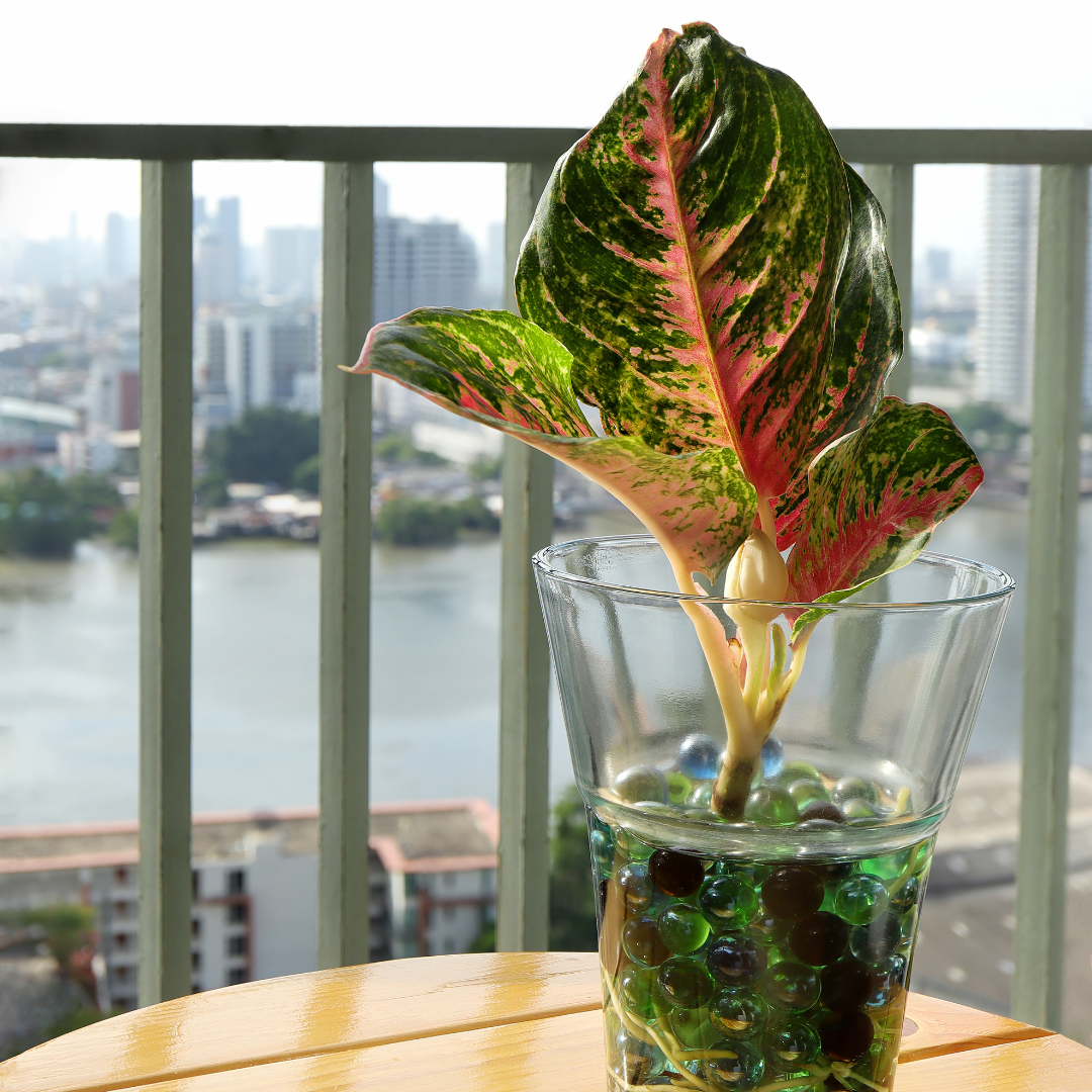 leaf cutting in vase with water