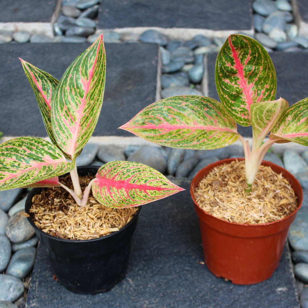 two aglaonema cuttings rooting in soil mix