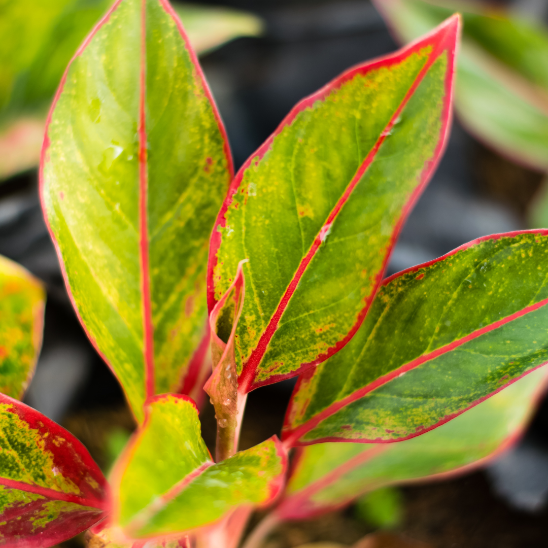 closeup of a chinese evergreen plant with new growth