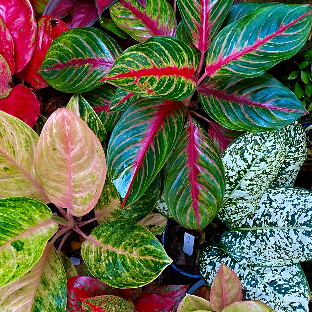 colorful varieties of aglaonema leaves