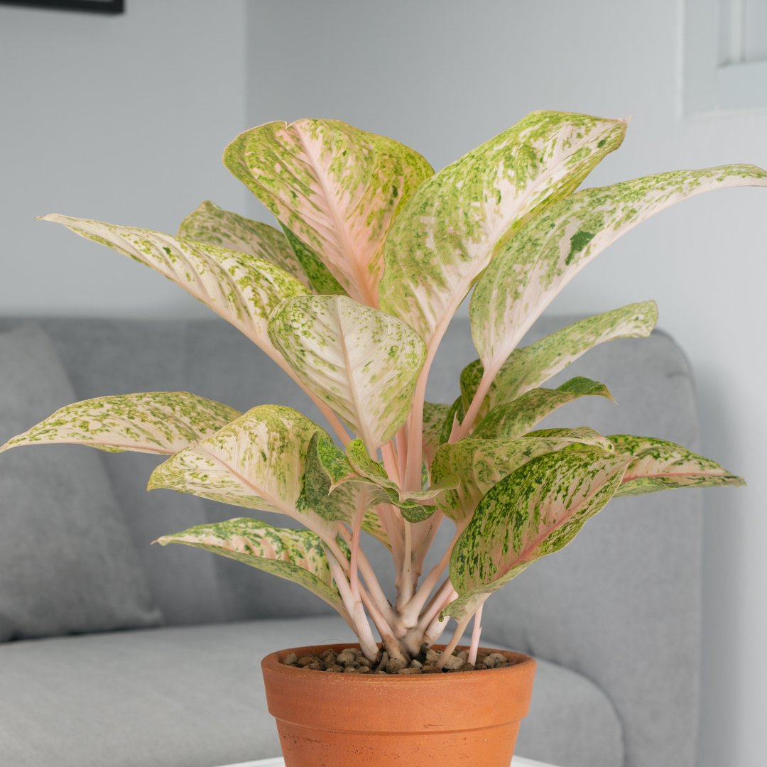 light pink and green aglaonema in pot in living room