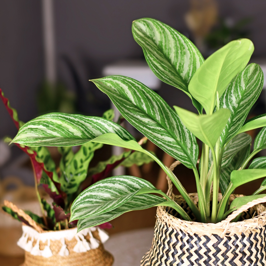 white and green striped chinese evergreen varieties